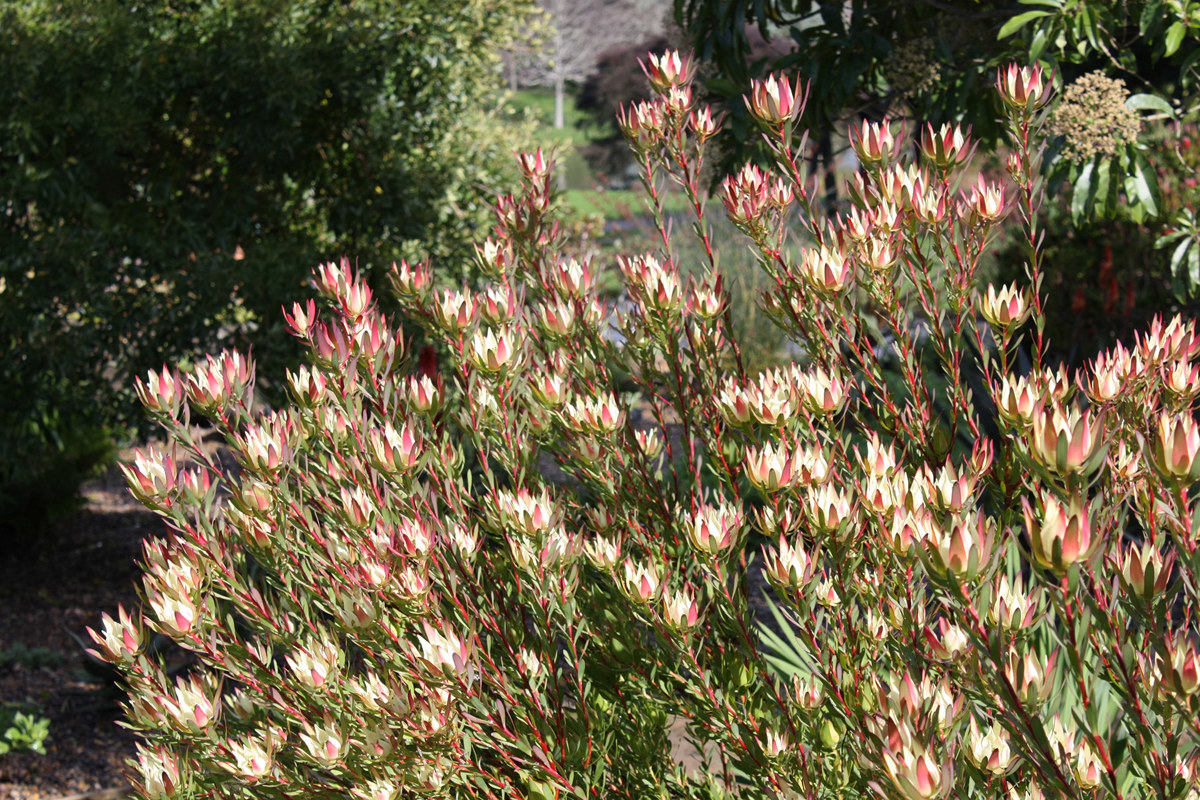 Leucadendron Amy (4).jpg